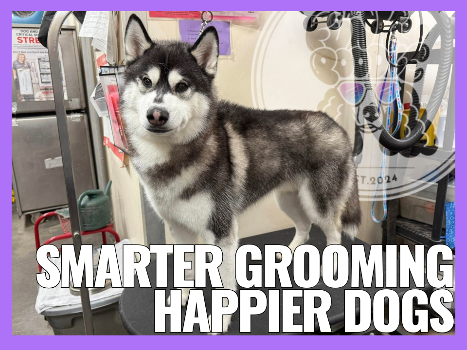Creating a Better Grooming Experience: What Pet Parents & Groomers Should Know