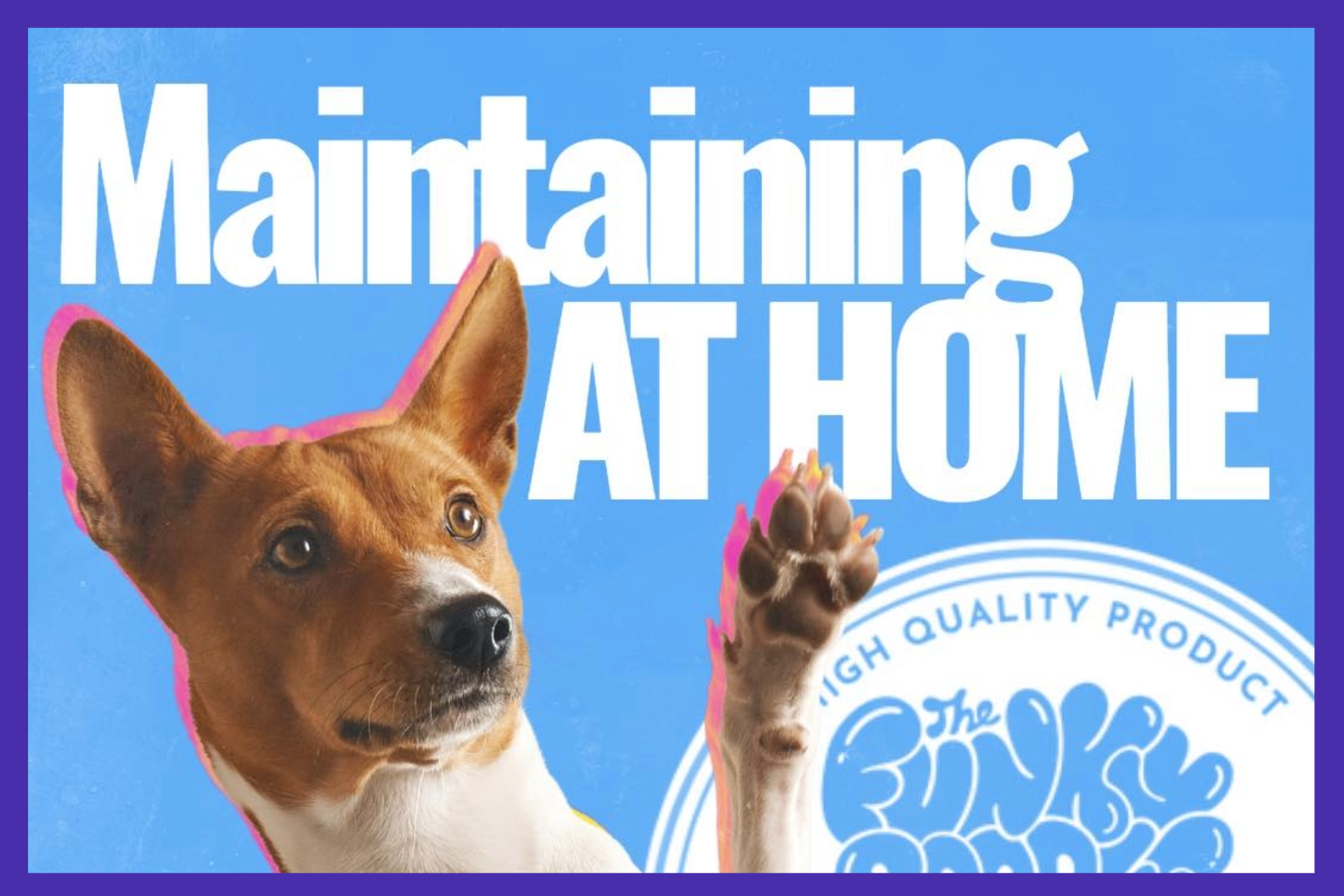 Between-Groom Care: How to Keep Your Dog Fresh, Funky, and Salon-Ready