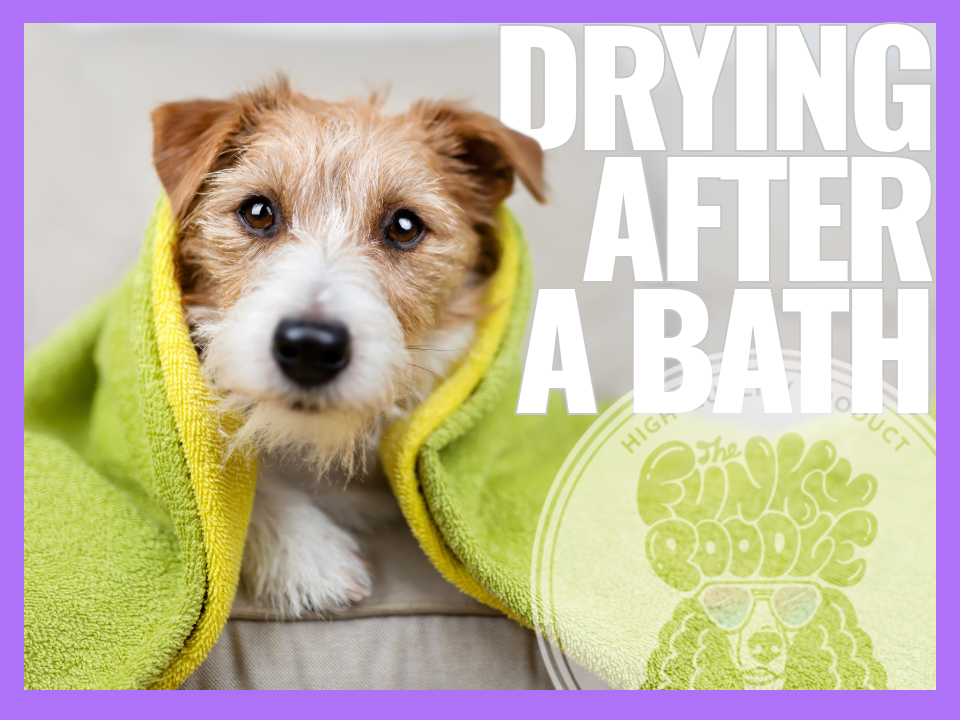 The Complete Guide to Properly Drying Your Dog After a Bath