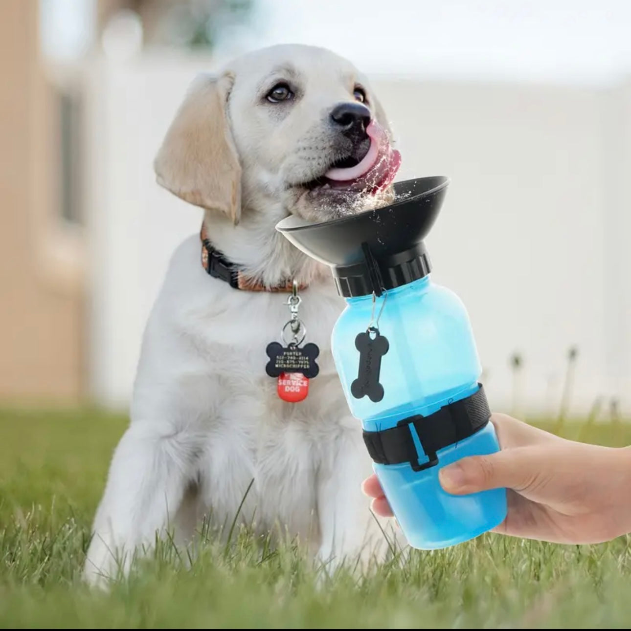 Water Bottle Best Water Dish For Dogs Water Bottle Best Outdoor