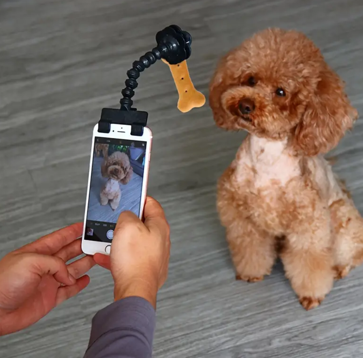 The Funky Poodle